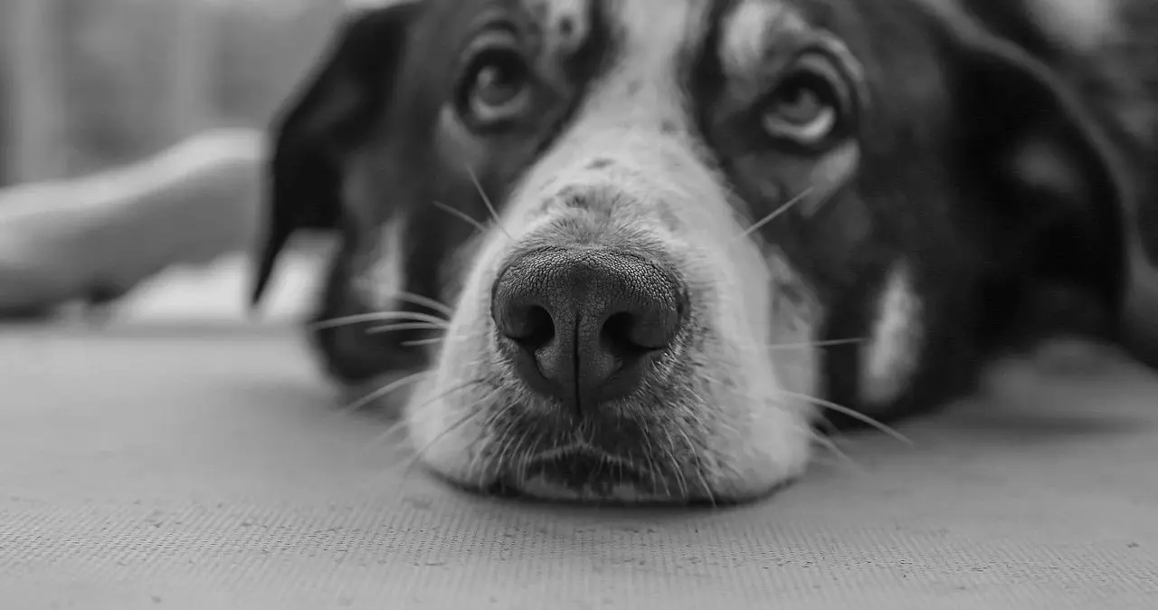 西檬之家k9犬系是什么?你的宠物属性在哪 一